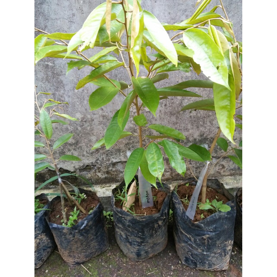 

bibit pohon durian merah