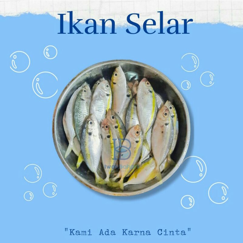 

Ikan Selar Segar