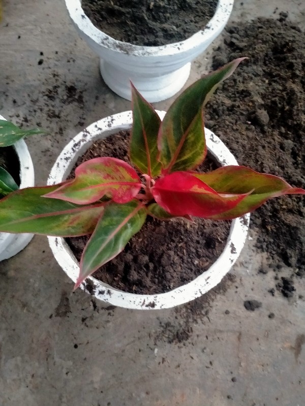 Paket 5 Tanaman Aglonema - Agolaonema - Bunga Aglonema - Paket Aglonema Murah