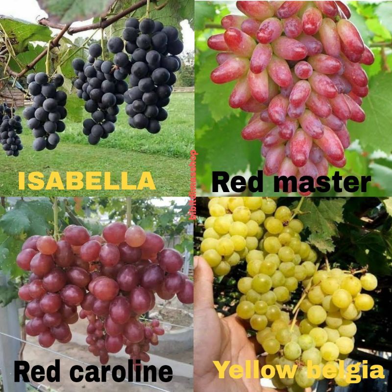Bibit Anggur 1 Paket Berisi 4 Bibit Anggur(Anggur Genjah Mudah Berbuah)