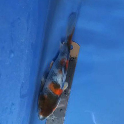 ikan koi Showa Tategoi anakan Import F1 tategoi