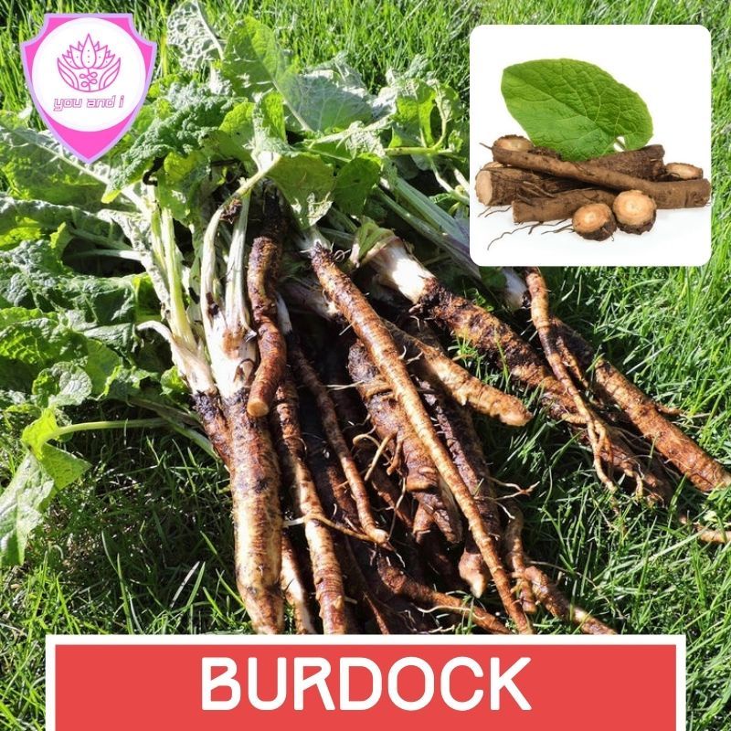 Benih BURDOCK [isi-6]Biji Tanaman Gobo