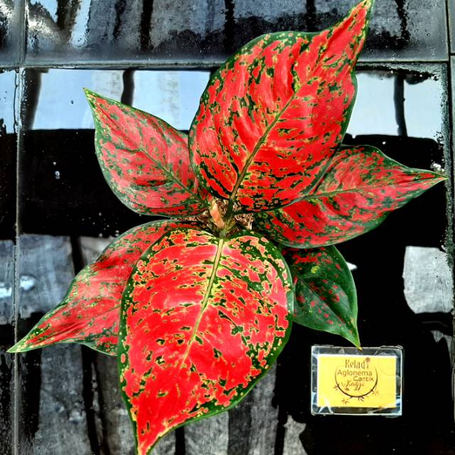 Aglonema Red King Shopee Indonesia Aglonema Red King Shopee Indonesia