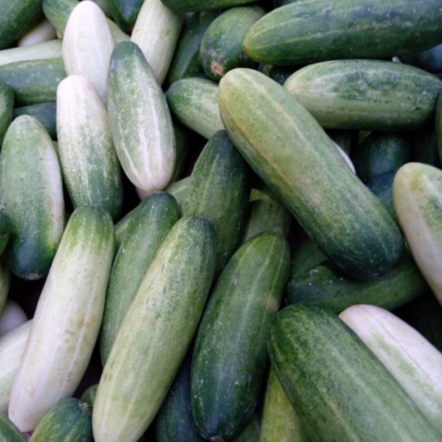 

Timun / mentimun / Bonteng 500 gr
