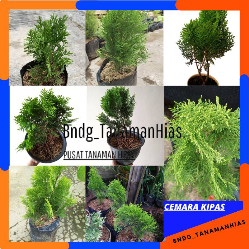 PROMO TANAMAN HIAS CEMARA KIPAS | TERMURAH! | COD