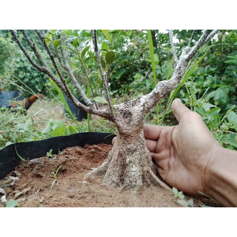 Bahan Bonsai Kimeng (Prospek) Programan