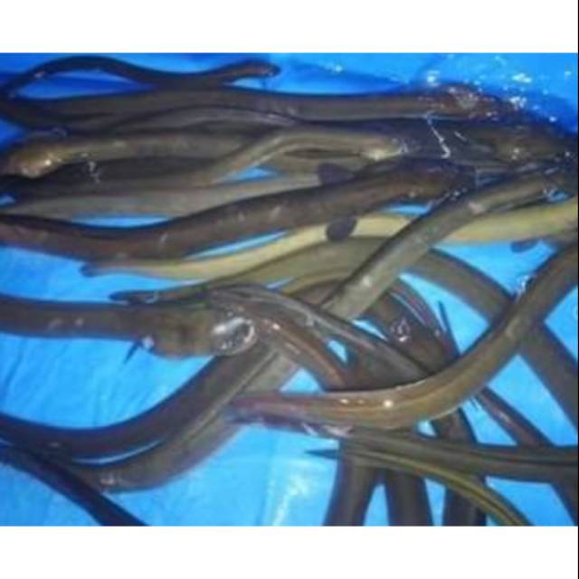 Ikan sidat/Moa hidup fresh