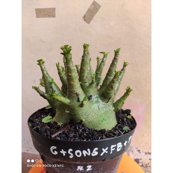 Adenium Arabikum hybrid ID GODJI Songkla X Fat Black + Patch Iyara