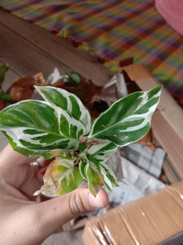 Tanaman Hias Chalatea Tisu White Fision