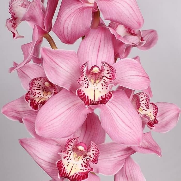 Anggrek cymbidium pink totol tanaman anggrek tanah hidup murah angrek -tanaman hias hidup-bunga hias