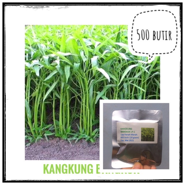 500 Benih kangkung bangkok & serimpi Cap Panah Merah