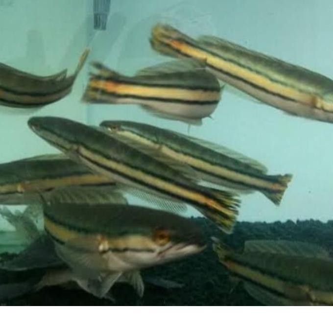 ✺✺ ikan gabus toman