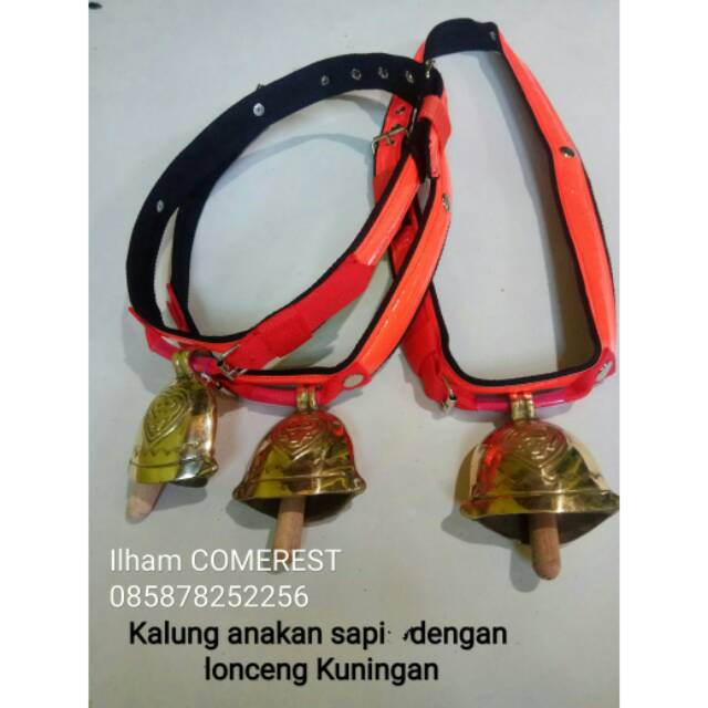 Kalung sapi 3cm lengkap lonceng scotlight.