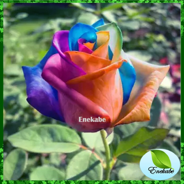 Biji Mawar Langka Bibit Bunga Mawar Benih Bunga Rose Langka Per Pack 10 pcs