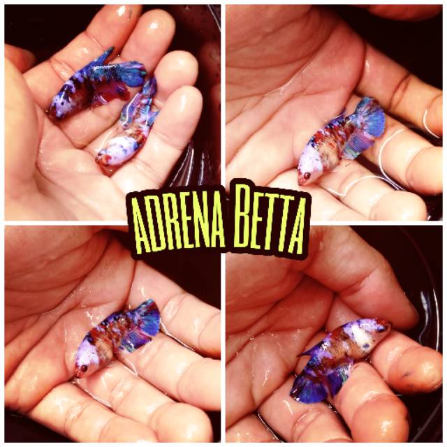 cupang Black koi galaxy