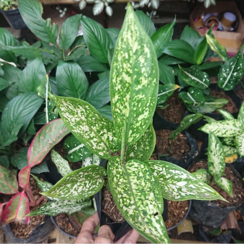 Aglaonema Chiang Mai