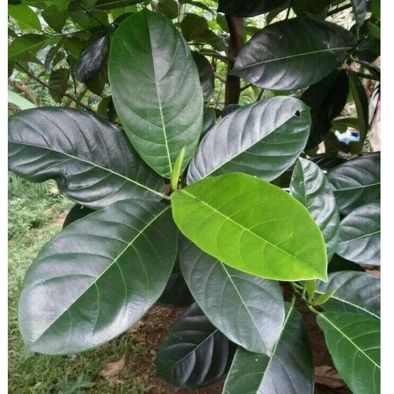 

Promo 1 Kg Daun Nangka Segar