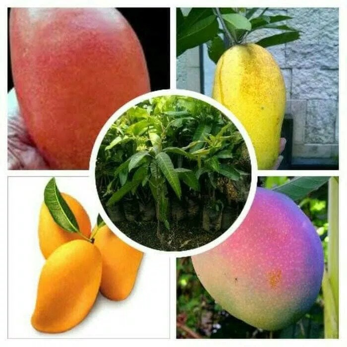 Paket 4 Bibit Mangga