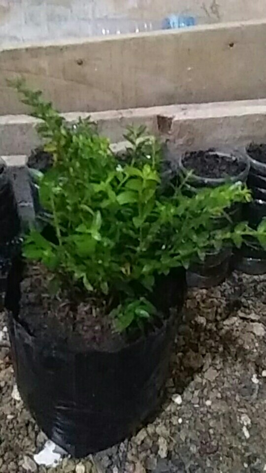 Tanaman Hias - Bunga Krokot Moss Rose