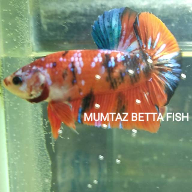 Ikan cupang hias plakat multicolour
