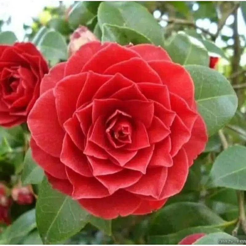 tanaman hias bibit bunga Camelia merah keadaan kuncup