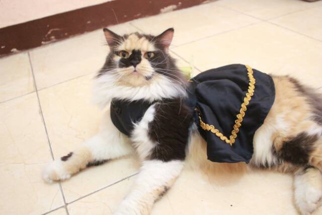 Dress black mumu pita kuning / dress kucing lucu murah terlaris / baju kucing murah size S M L XL