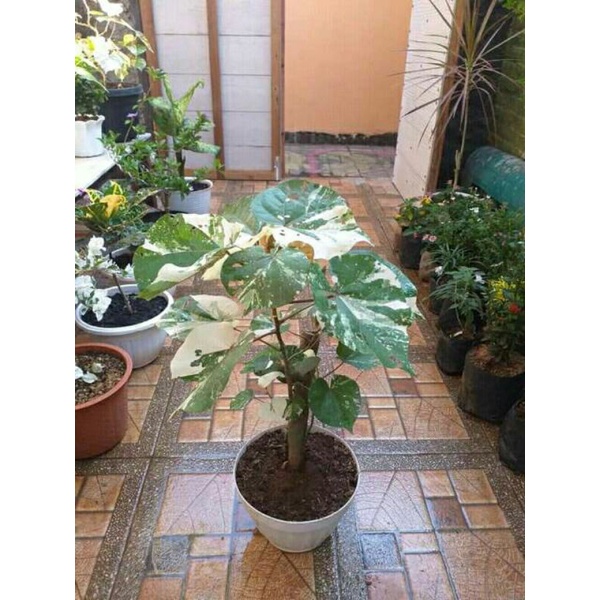 tanaman hias waru varigata waru variegata Putih Daun Rimbun