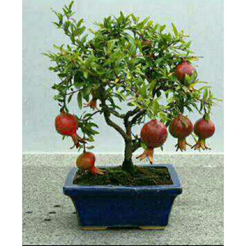 bibit delima merah jumbo