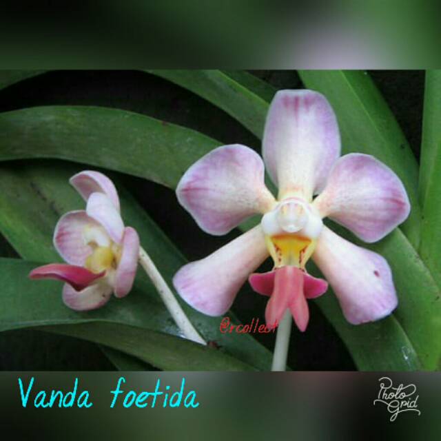 Tanaman anggrek Vanda foetida