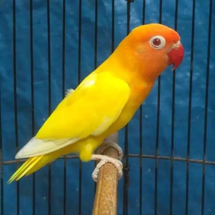 lovebird lutino mata merah