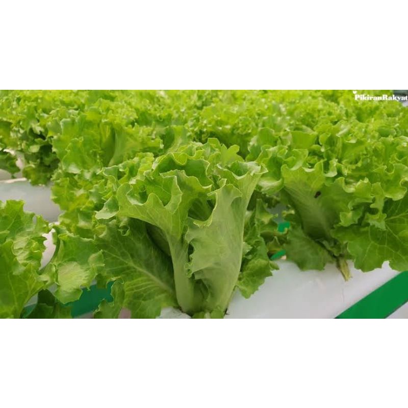 50 biji Selada Green Romaine
