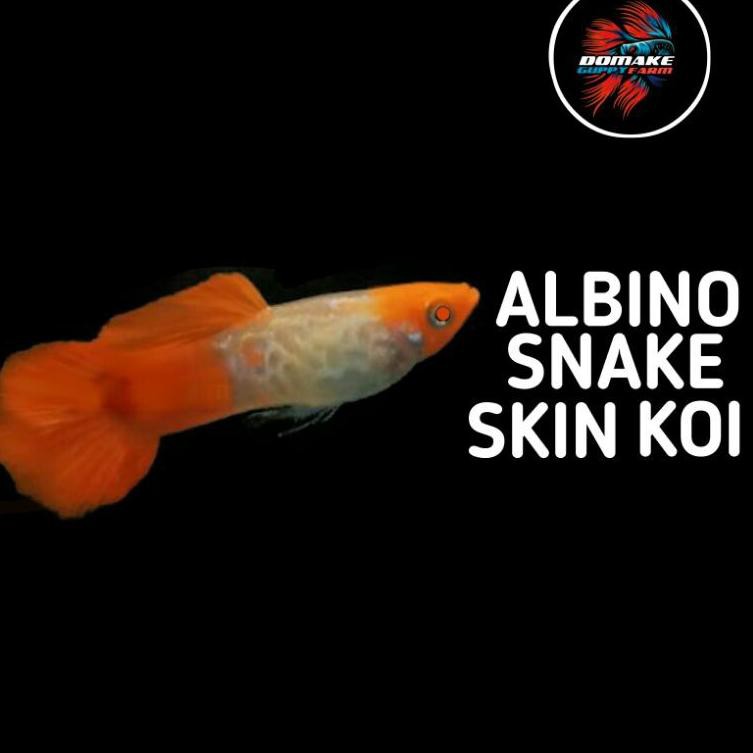 SET« Ikan hias guppy snake skin koi ss koi Model Baru