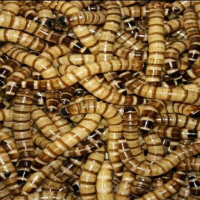 Ulat jerman 500 gram