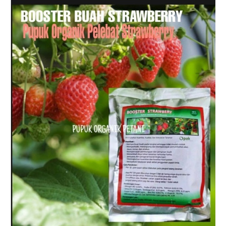 Booster Buah Strawberry pelebat buah strawberry