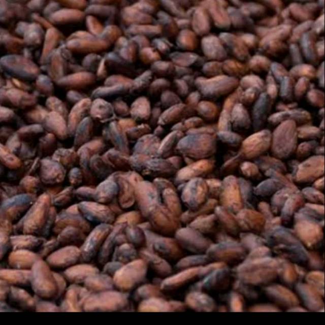Biji kakao atau coklat kering 1KG