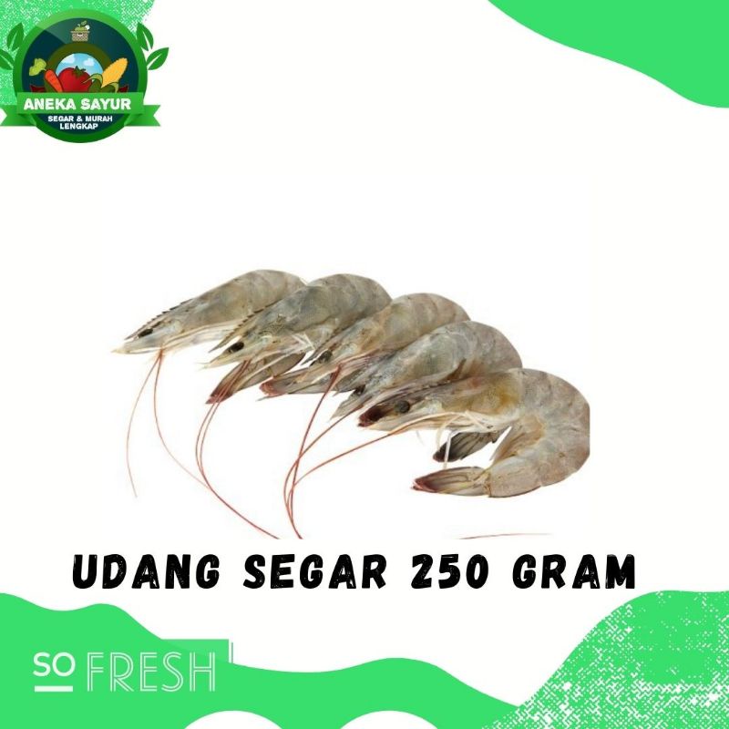 

Udang Segar