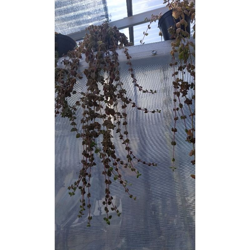 Sukulen Tanaman Gantung