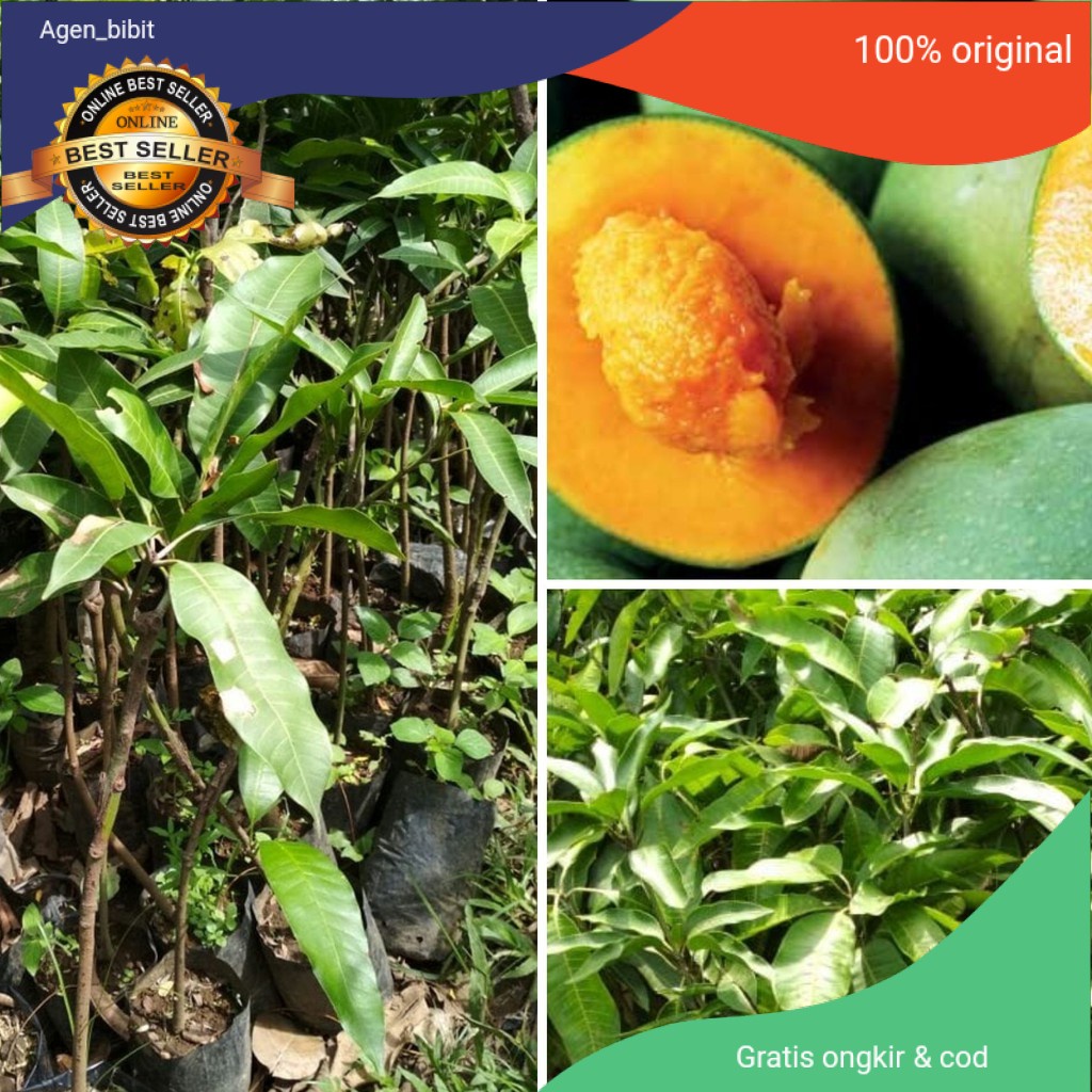 Paket 3 Bibit  Mangga Alpukat hasil okulasi