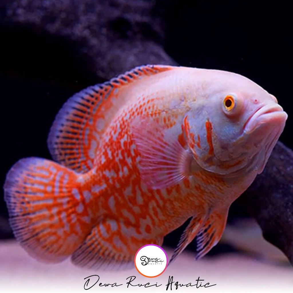ikan Oscar Tiger albino ukuran 8 cm