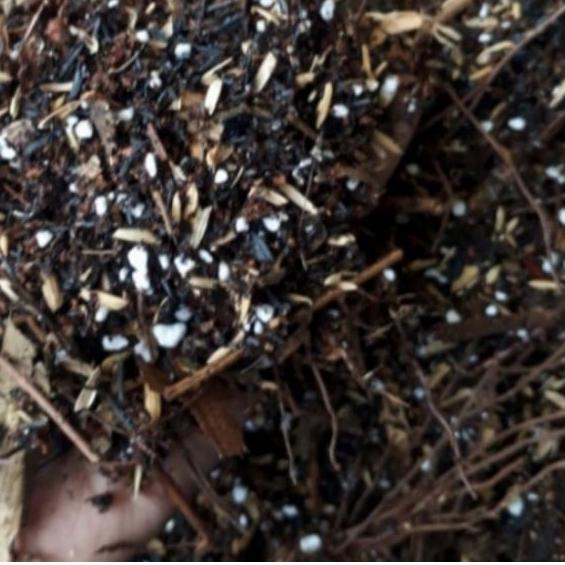 media tanam ajaib 5 kg, metan aglonema, varigata, premium