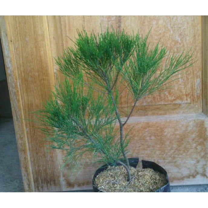 jual 3 bibit tanaman cemara udang bahan bonsai bibit / biji / benih jxc