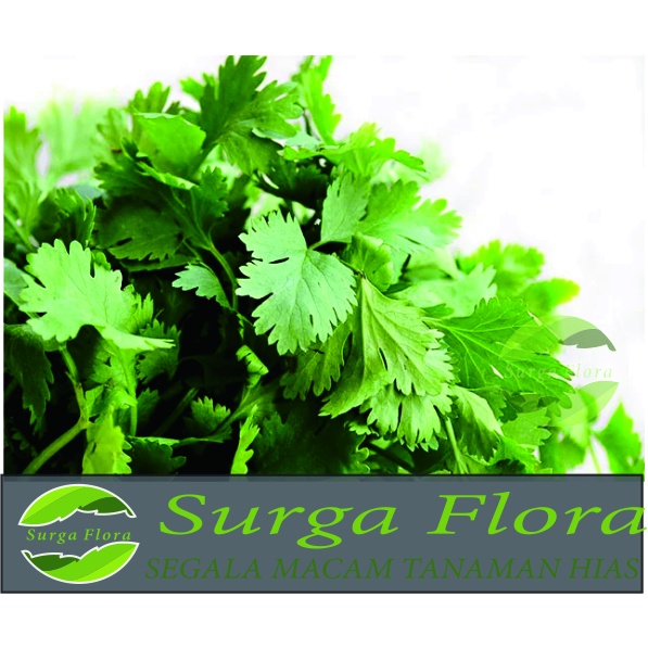 100 Biji - Benih Seledri Import / Celery Cut Green F1 - Bibit Sayuran - Benih Sayuran Seledri Unggul