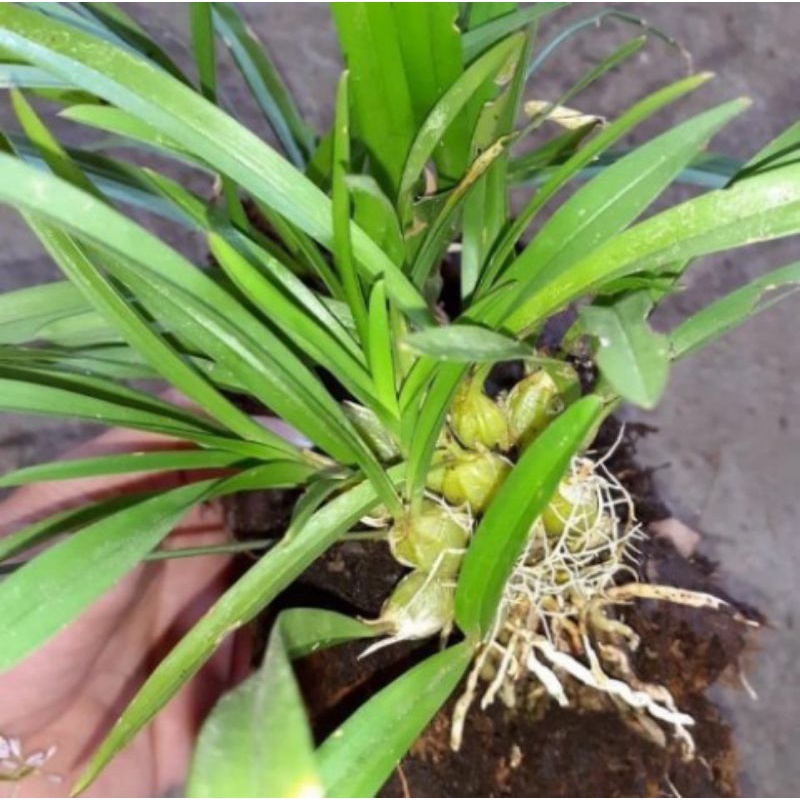 Anggrek hutan mini murah perumpun (Sedang)