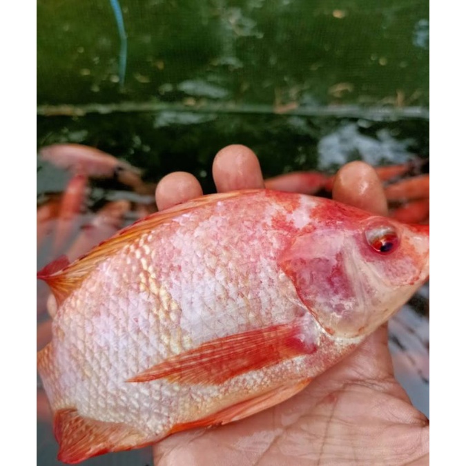 

paket 2 nila merah indukan berkualitas super