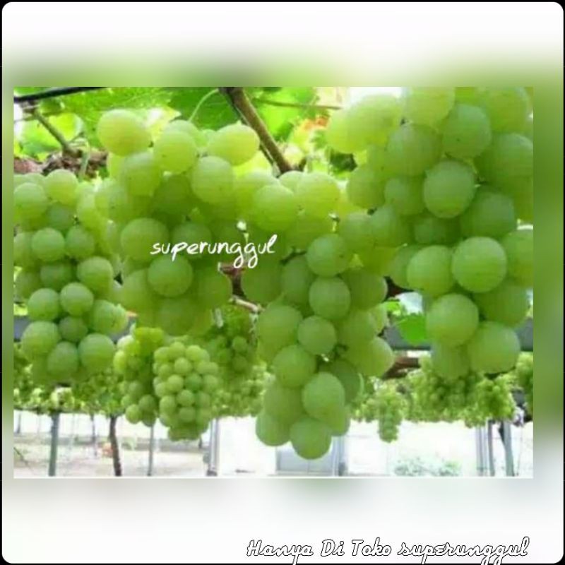 Bibit Anggur Hijau Super Berkualitas