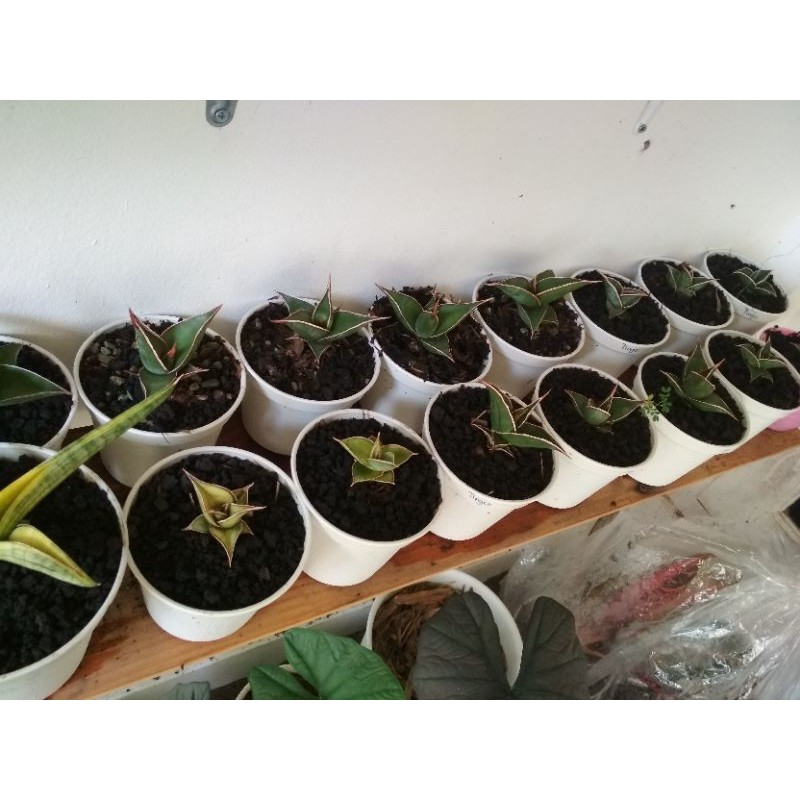 sansivera pinguicula (anakan dan remaja dari induk varigata)