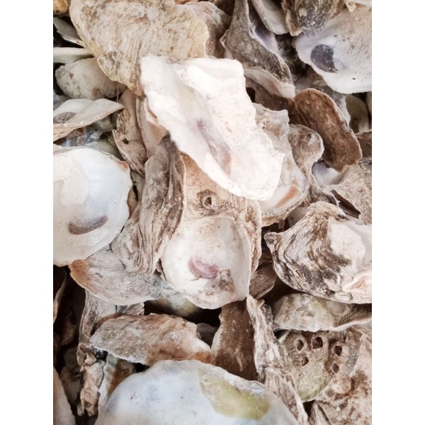 KULIT KERANG OYSTER MEDIA FILTER KOLAM KOI PREMIUM 1Kg