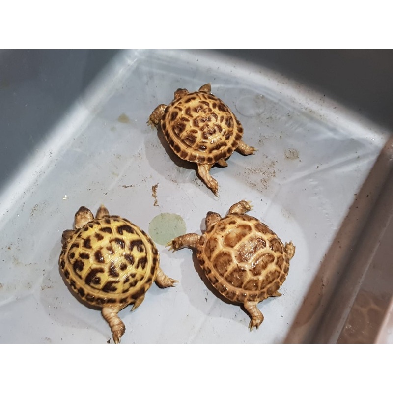 mainan kura kura darat russian