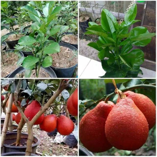Bibit jeruk red pamelo