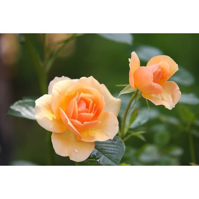 Tanaman Hias Mawar kuning - Tanaman Hias Bunga Mawar Kuning - Bunga Mawar Hidup Berbunga / Bunga Maw